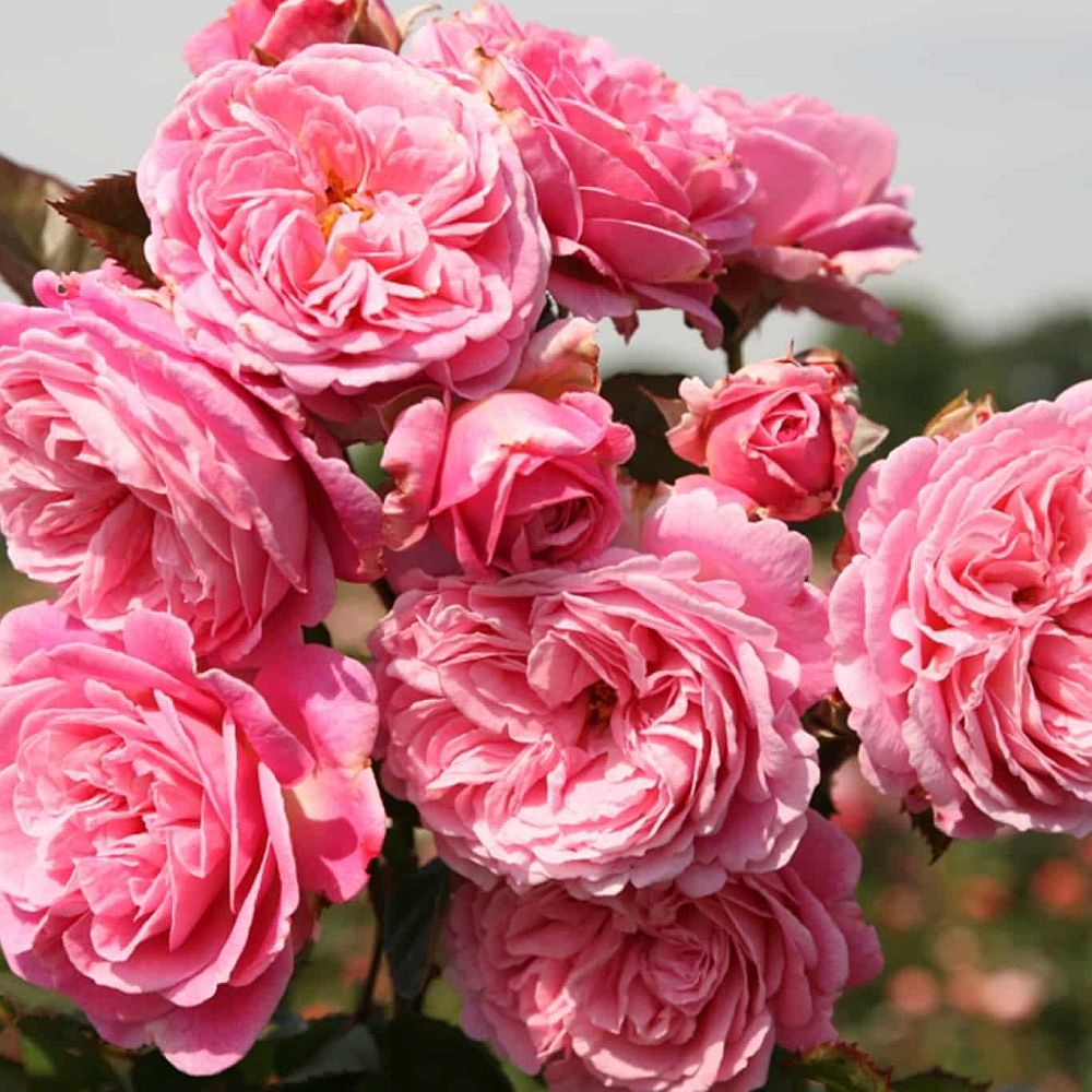 Pink Roses: From Climbing Roses to the Perfect Bush Rose