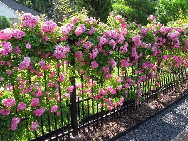 Pink Roses: From Climbing Roses to the Perfect Bush Rose