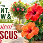 hibiscus plant