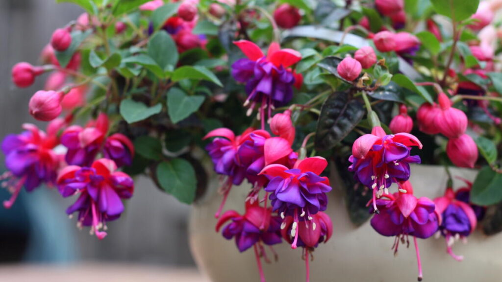 Fuchsia Plant Care and Growing Guide