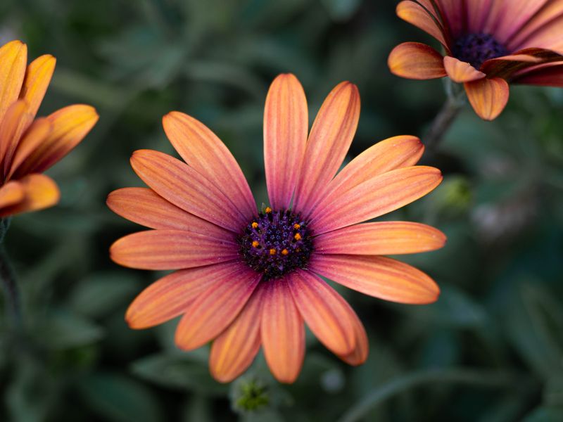 Types Of Daisies You Should Grow In Your Garden