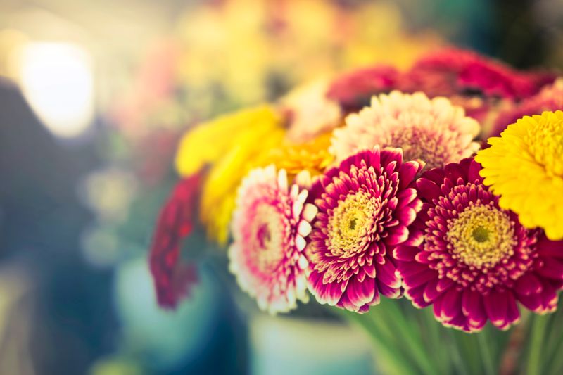 Types Of Daisies You Should Grow In Your Garden