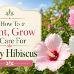 Thumbnail showing large pink and white hardy hibiscus flowers in a sunny garden beside the title “How To Plant, Grow & Care For Hardy Hibiscus” in an elegant decorative text panel.