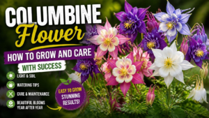 Beautiful Columbine flowers blooming in a cottage garden with hummingbirds, showing a natural low-maintenance landscape