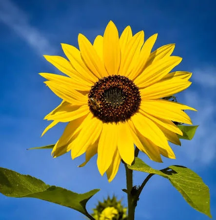 Beautiful Flowers That Will Transform Your Garden