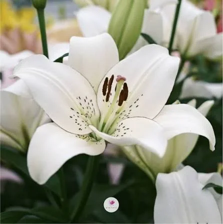 Beautiful Flowers That Will Transform Your Garden