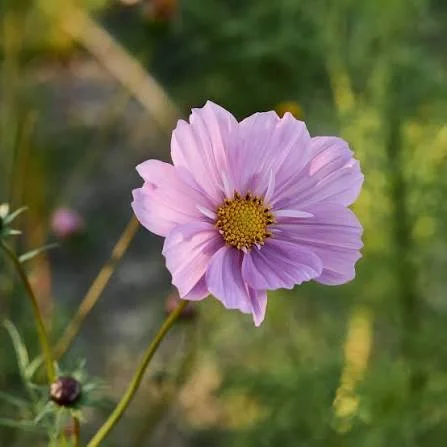 Beautiful Flowers That Will Transform Your Garden