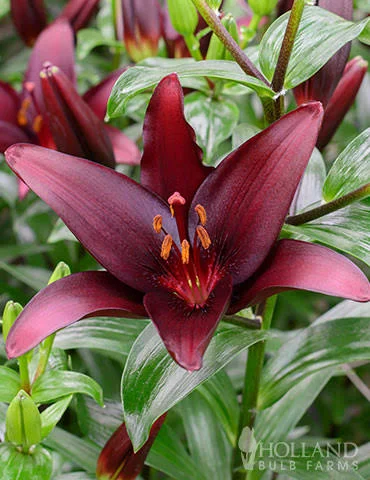 Lilies Flowers: From Garden Favorites to Stunning Arrangements
