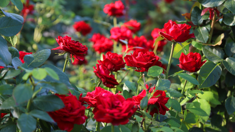 Best Red Roses To Grow In Your Garden