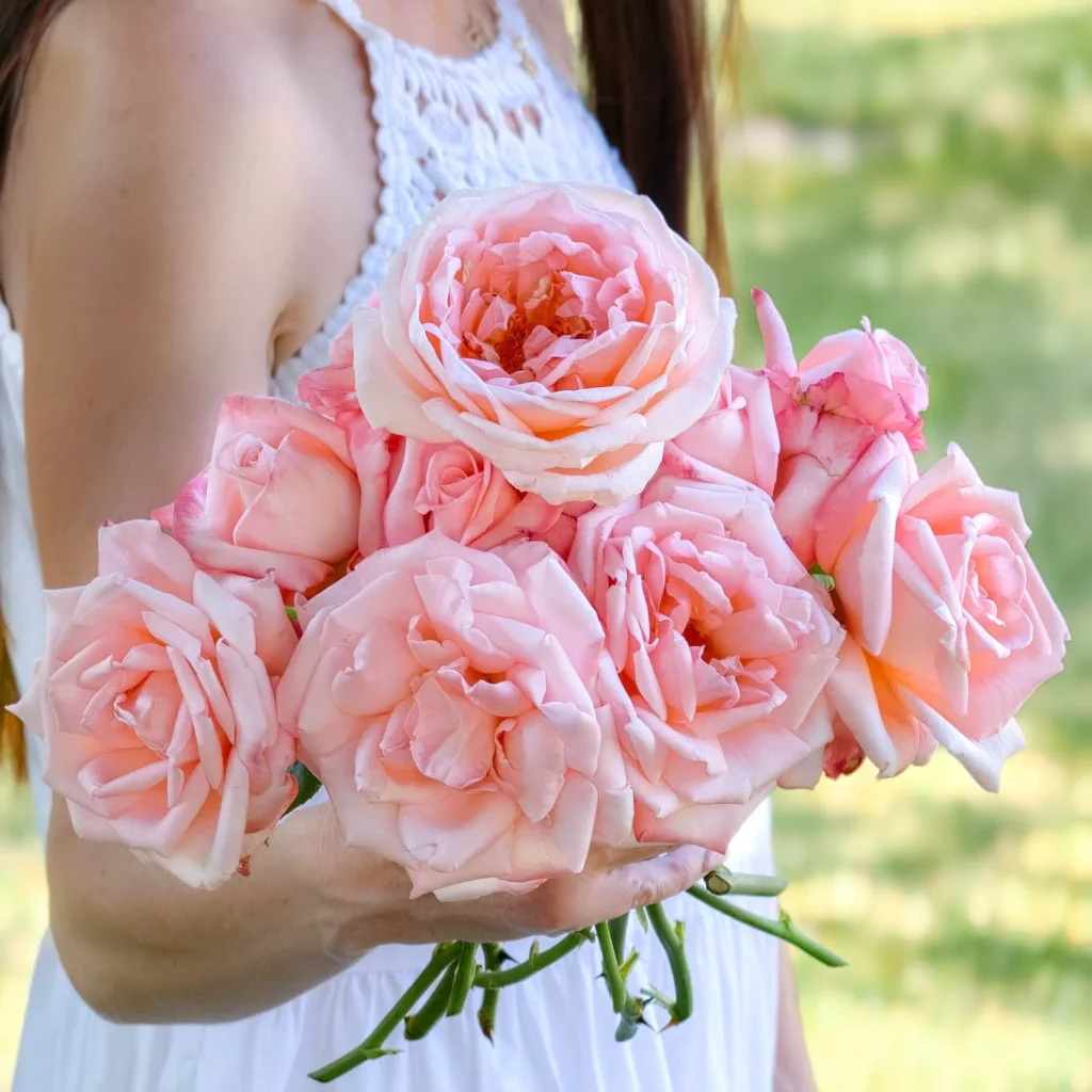 Pink Roses: From Climbing Roses to the Perfect Bush Rose