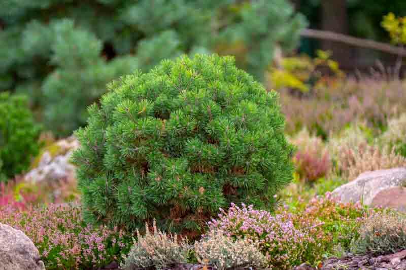 Popular Pine Trees For Small Gardens