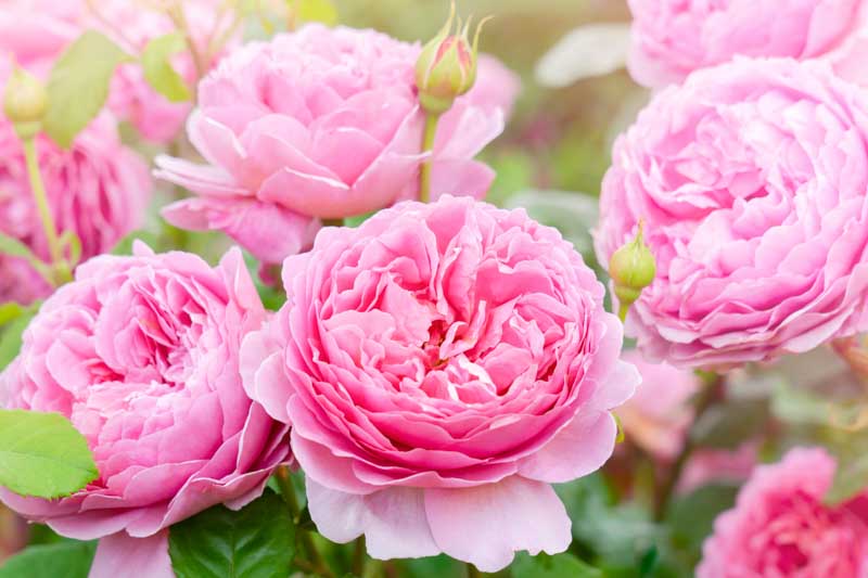 Pink Roses: From Climbing Roses to the Perfect Bush Rose