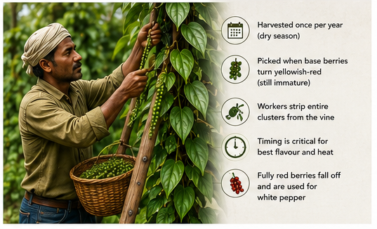 Where Does Black Pepper Come From? Plant & Spice Guide