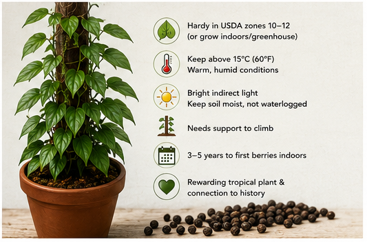Where Does Black Pepper Come From? Plant & Spice Guide