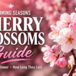Cherry blossom flowers blooming beautifully on a flowering cherry tree in springtime with pink petals and green leaves
