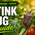 Stink bug resting on a green garden plant