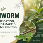 Green inch worm crawling along a garden leaf and feeding on plant foliage