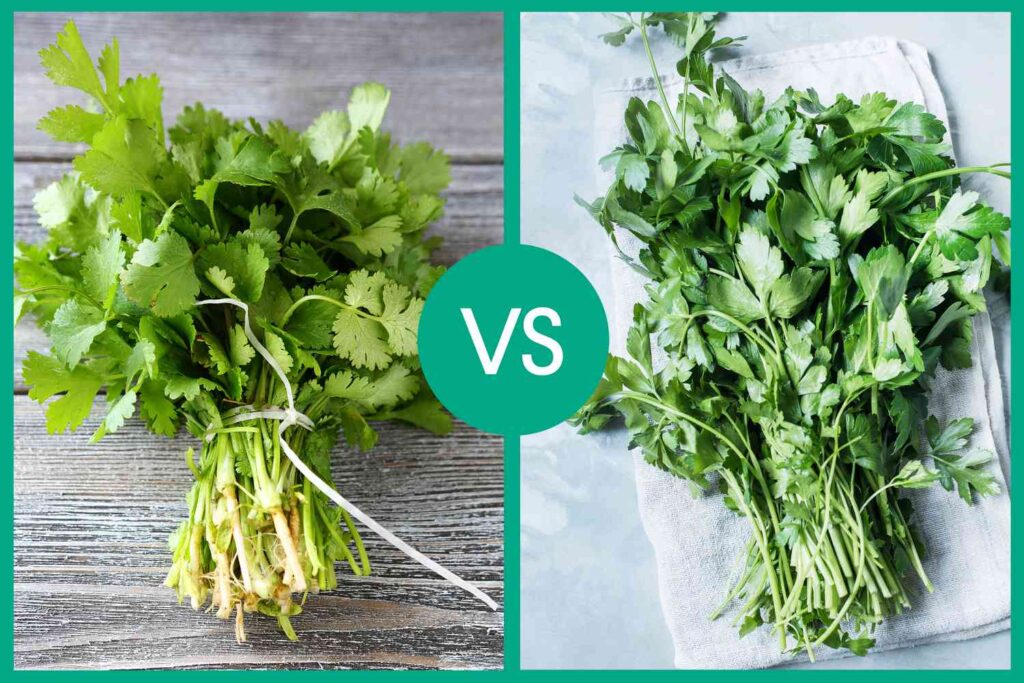 Cilantro vs Coriander: Leaves, Seeds, and How to Grow Both
