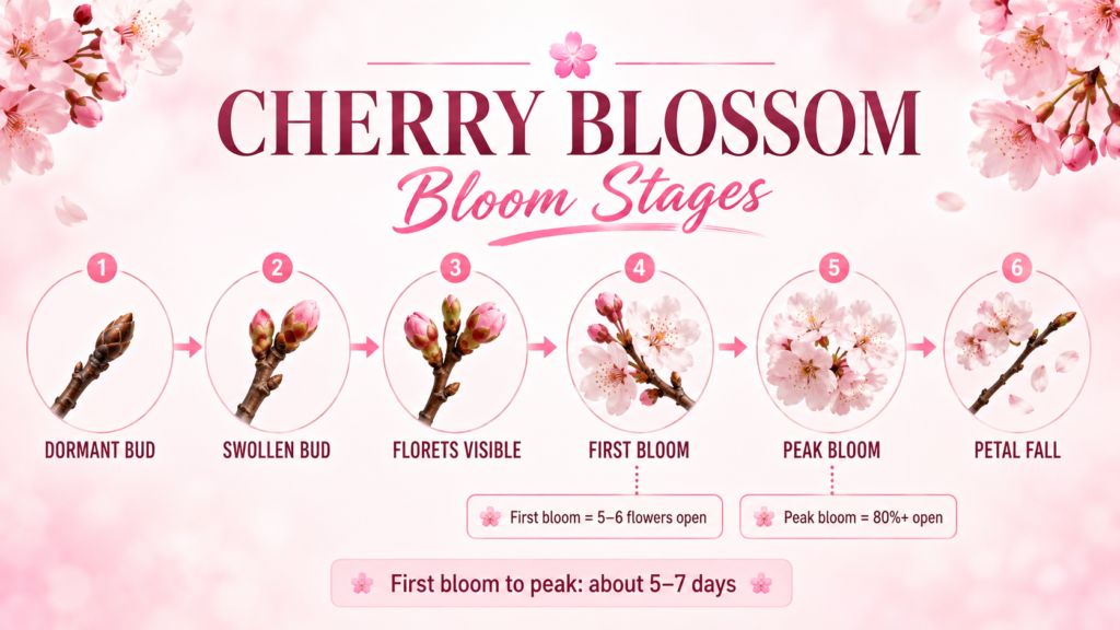 Pink cherry blossoms blooming against a clear blue spring sky