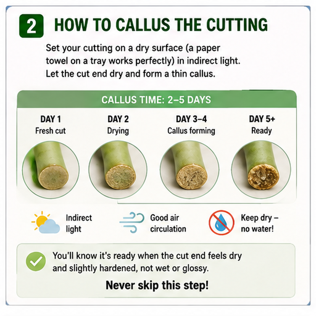 How to plant succulents using fresh cuttings prepared for propagation