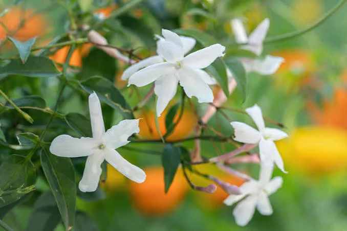 When Does Jasmine Bloom? Bloom Times by Variety