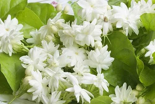 When Does Jasmine Bloom? Bloom Times by Variety