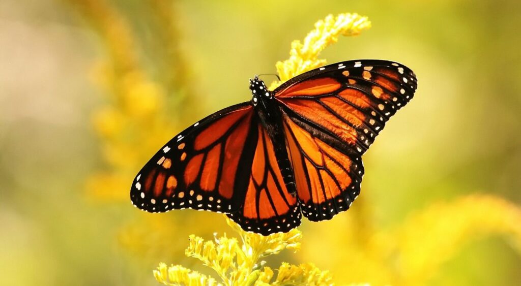 Monarch Butterfly: Life Cycle, Migration, Diet & Facts